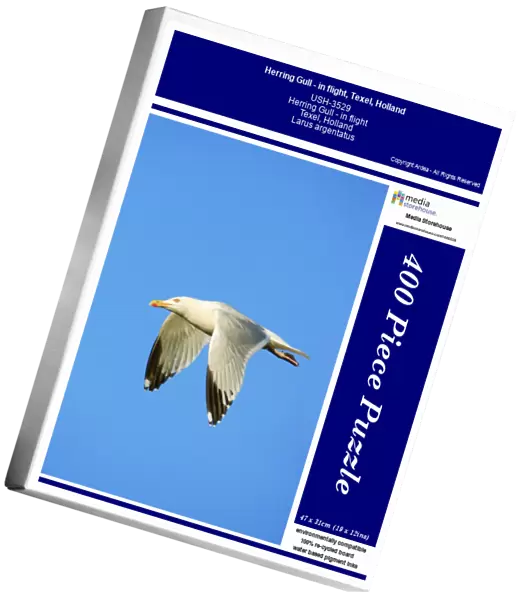 Herring Gull - in flight, Texel, Holland