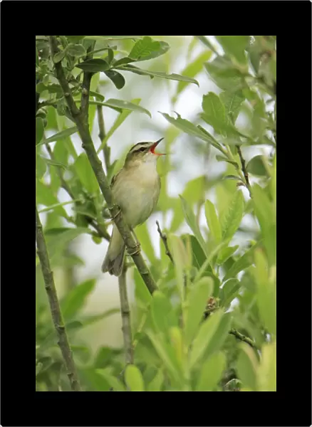 Sedge Warbler - singing from bush, Texel, Holland