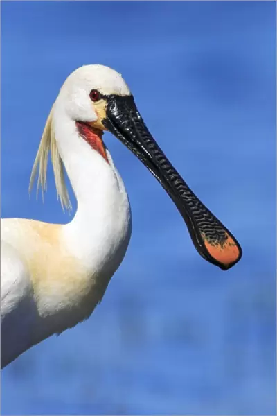 Spoonbill - adult in breeding plumage, Texel, Holland