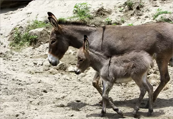 Donkeys - with foal. Arsi Region - Ethiopia