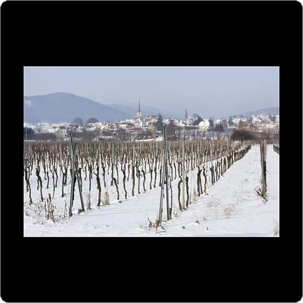 Vineyard - in winter with snow. Mittelbergheim - Alsace - France