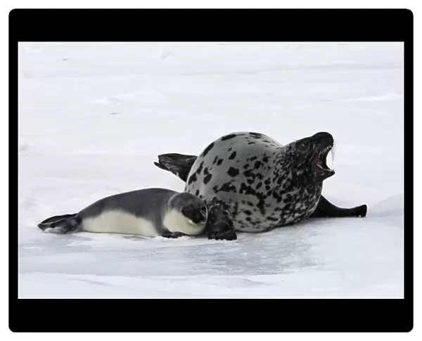 Hooded Seal - mother & young 4 days old Magdalen Islands Canada