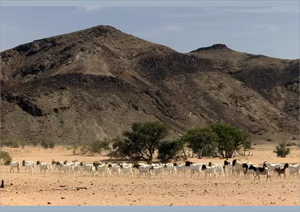 Goats Desertification, Namibia