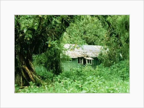 The Gorilla Story Dian Fossey's house at Karisoke Camp in Parc des Volcan reservation, Rwanda