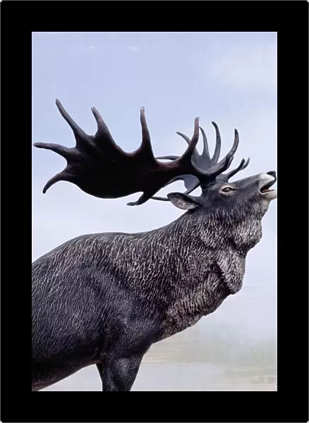 Irish Elk  /  Giant Deer - stag calling, Extinct. Prehistoric reconstruction, Pleistocene Period
