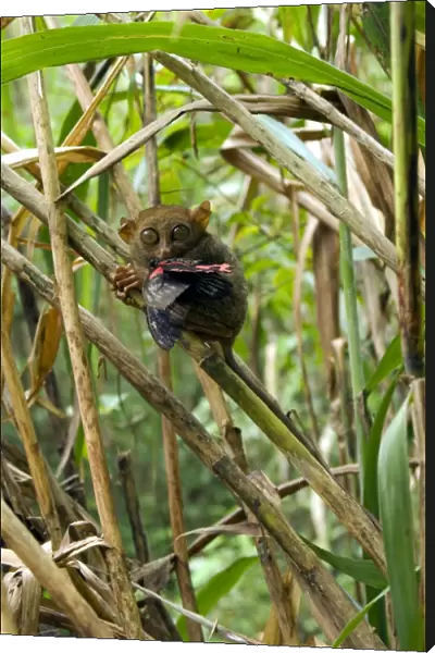 Philippine Tarsier with a butterfly, in bamboo undergrowth of a dense secondary tropical rainforest near PTFI (Philippine Tarsier Foundation Incorporated) Tarsier Research and Development Centre in Corella, Bohol, Philippines; typical
