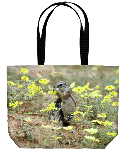Ground Squirrel feeding on dubbeltjie flowers. Endemic in arid areas of southern Africa. Kgalagadi Transfrontier Park, Northern Cape, South Africa