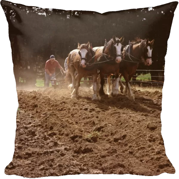 JFH00035. AUS-1088. Clydesdale horses pulling a two-furrow plough