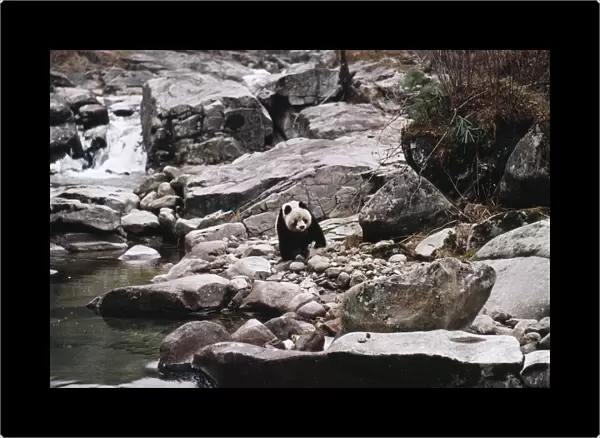 Giant Panda Qinling Mountains, China