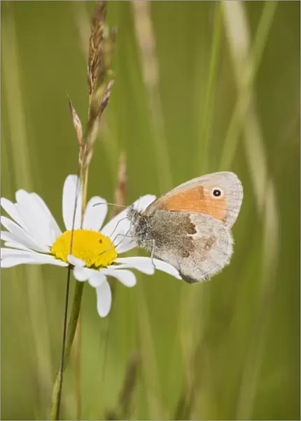 Small Heath Butterfly – resting in meadow Bedfordshire UK 004828