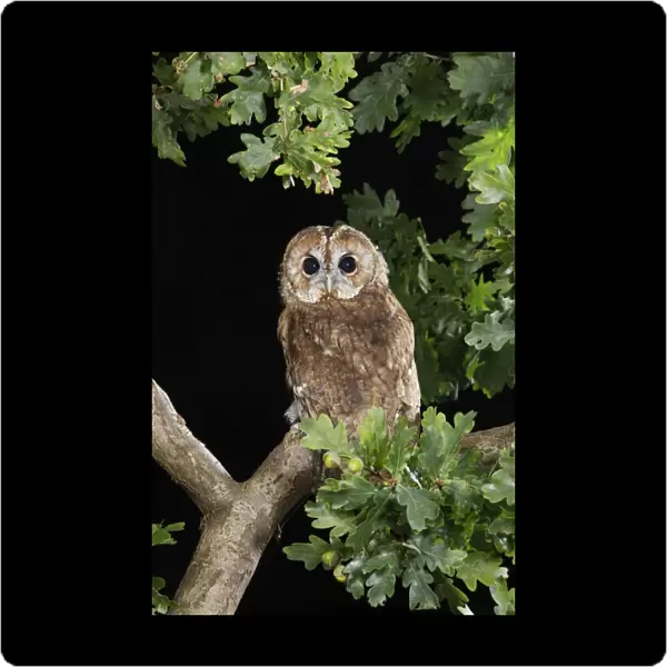 Tawny owl - on oak branch Bedfordshire UK