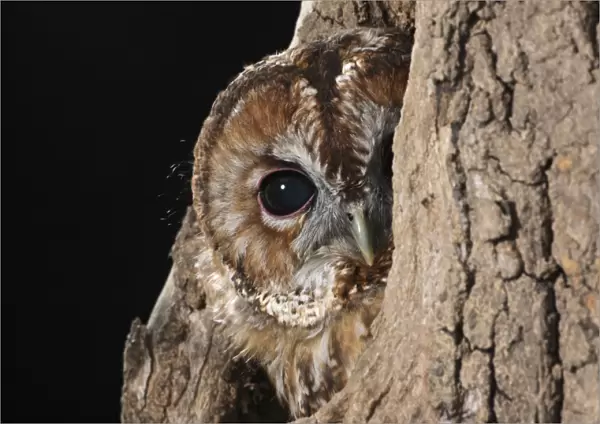 Tawny owl - looks out from hole in tree Bedfordshire UK