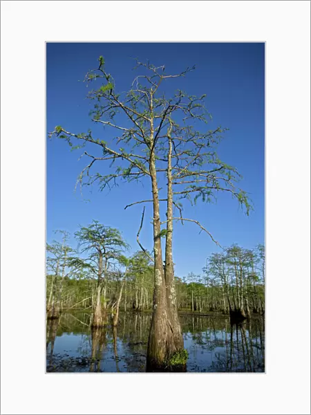 Bald Cypress Trees in Louisiana Swamp - Louisiana - USA