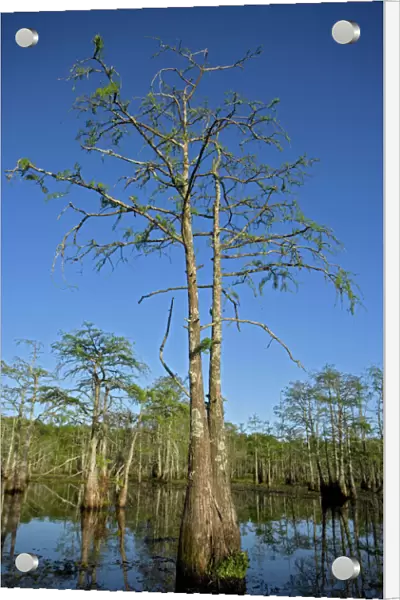 Bald Cypress Trees in Louisiana Swamp - Louisiana - USA