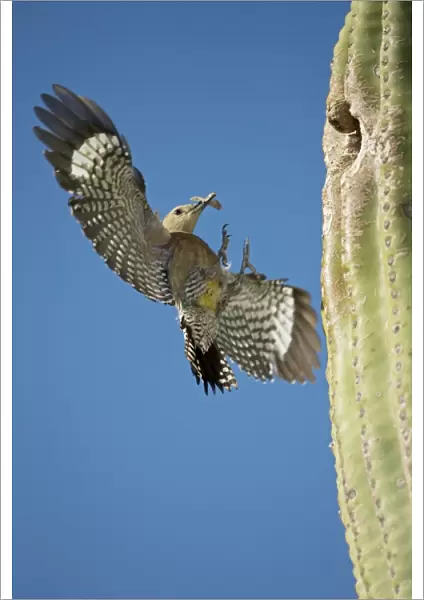 Gila Woodpecker - In flight landing on nest in Saguaro cactus with food for young - Sonoran Desert - Arizona - USA