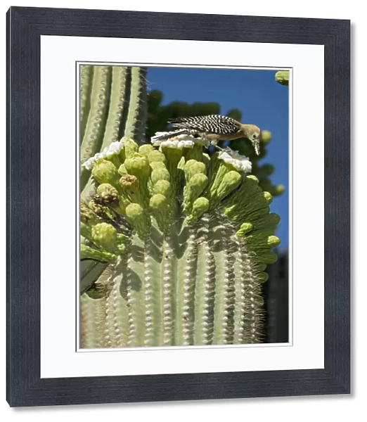 Gila Woodpecker - Feeding on nectar and insects in the Saguaro cactus blossom - Arizona - USA