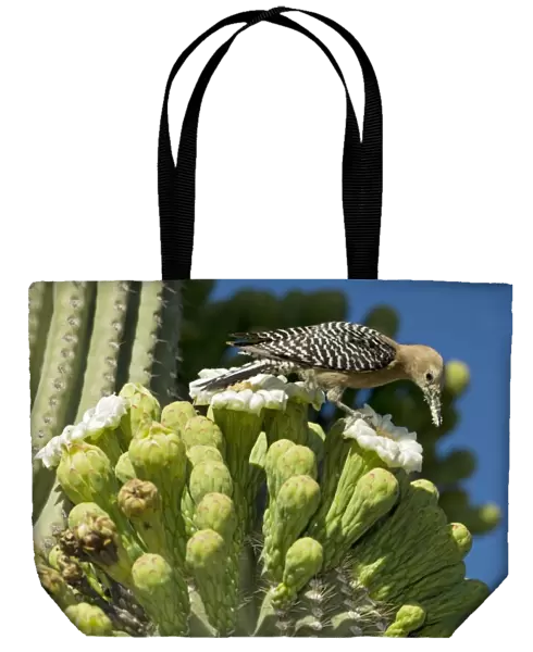 Gila Woodpecker - Feeding on nectar and insects in the Saguaro cactus blossom - Arizona - USA