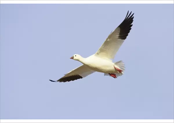 Ross's Goose - In flight Anser rossii Bosque Del Apache NWR New Mexico, USA BI017261