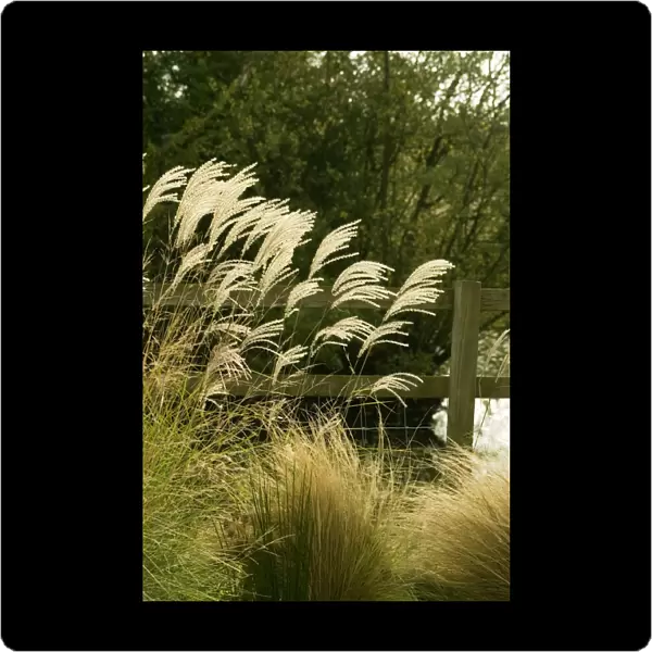 Miscanthus grass - The flowers appear in late summer. UK