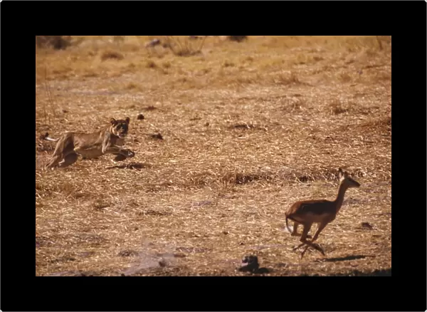 Lioness - chasing Antelope