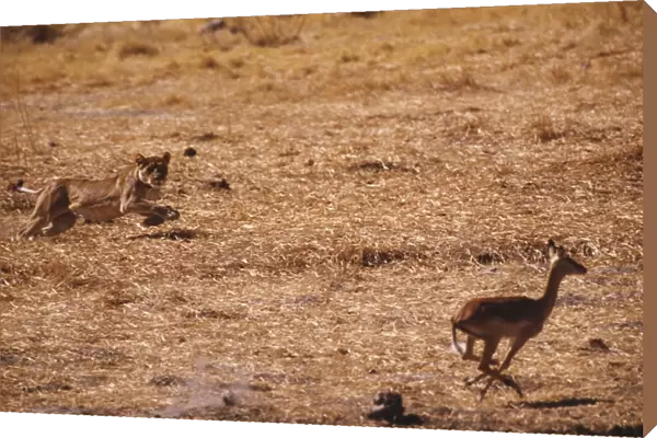 Lioness - chasing Antelope