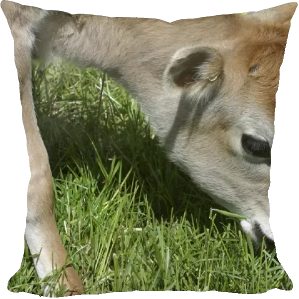 Jersey calf Grazing On a Waikato dairy farm, New Zealand