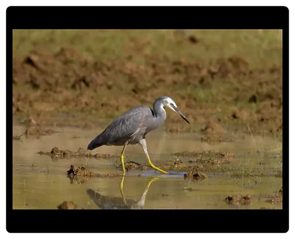 White-faced Heron stirring water with foot Foraging in a shallow pool along the Gibb River Road, Kimberley, Western Australia