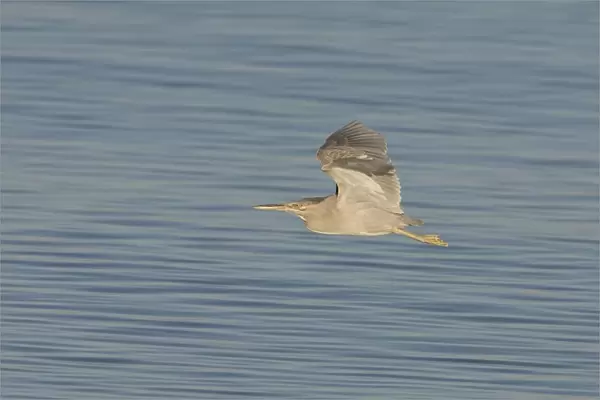 Striated Heron - In flight - Roebuck Bay, near Broome, Western Australia