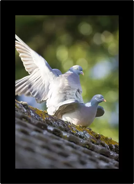Wood Pigeons Mating on Roof Norfolk UK