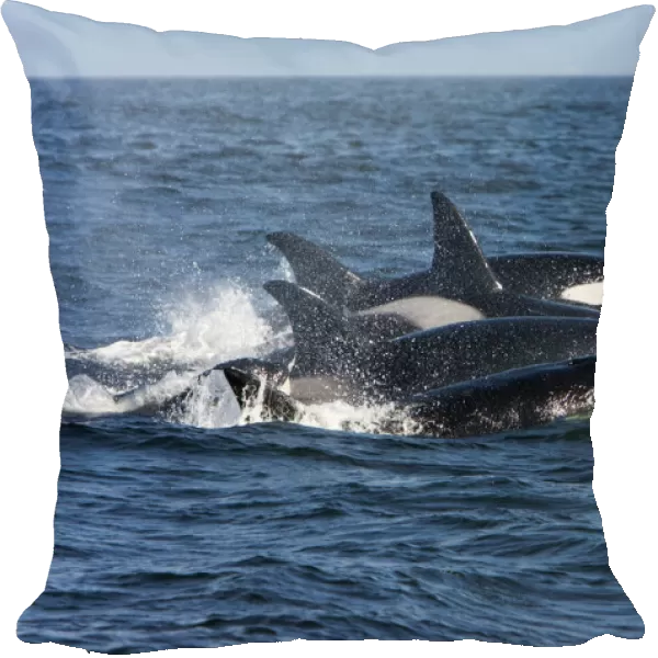 Killer whales /  Orca - transient type. Photographed in Monterey Bay, Pacific Ocean, California, USA. There are three types of recognised Killer Whales - resident, transients & offshore