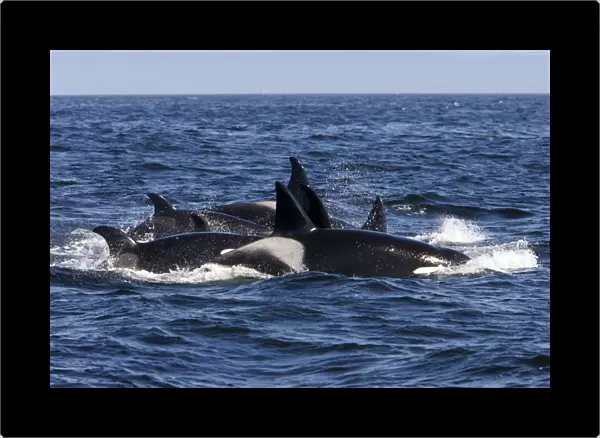 Killer whales  /  Orcas - A pod of Transient type killer whales having attached a Grey whale mother and calf. Four hours after having killed the calf, seven members of the pod breathe in a tight formation