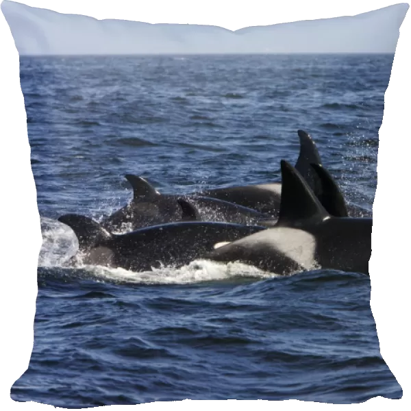 Killer whales  /  Orcas - A pod of Transient type killer whales having attached a Grey whale mother and calf. Four hours after having killed the calf, seven members of the pod breathe in a tight formation