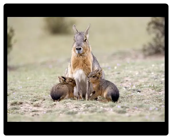 Mara  /  Patagonian Hare - mother and young babies Range: Argentina, from Northwestern provinces south into Patagonia Patagonia at the Valdes Peninsula, Province Chubut