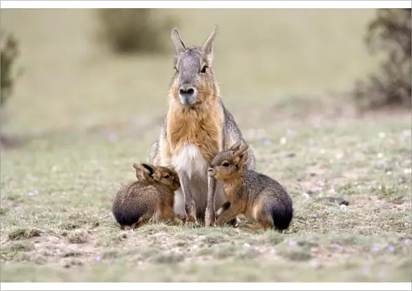 Mara  /  Patagonian Hare - mother and young babies Range: Argentina, from Northwestern provinces south into Patagonia Patagonia at the Valdes Peninsula, Province Chubut