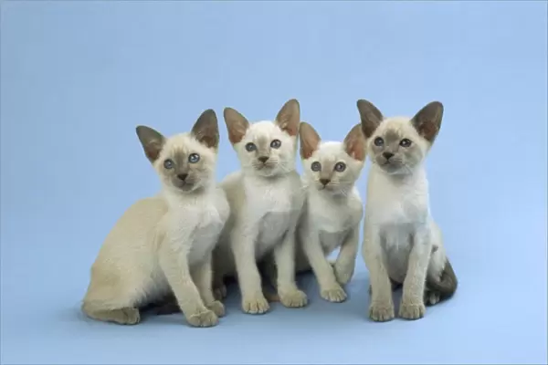Siamese Cat - kittens sitting in a row
