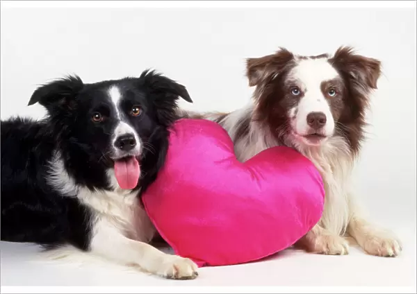 Border Collie Dog - two with heart cushion