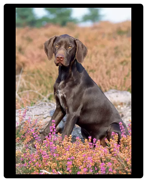 German Short-haired Pointer Dog - puppy in heather