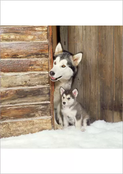 Alaskan Malamute Dog - adult with puppy at log cabin door