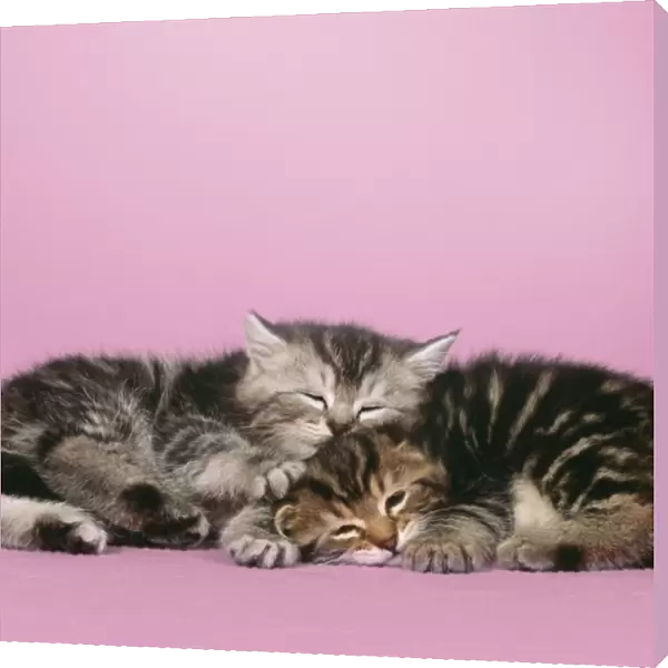 Cat - 2 kittens lying down together Digital Manipulation: background colour, eyes closed