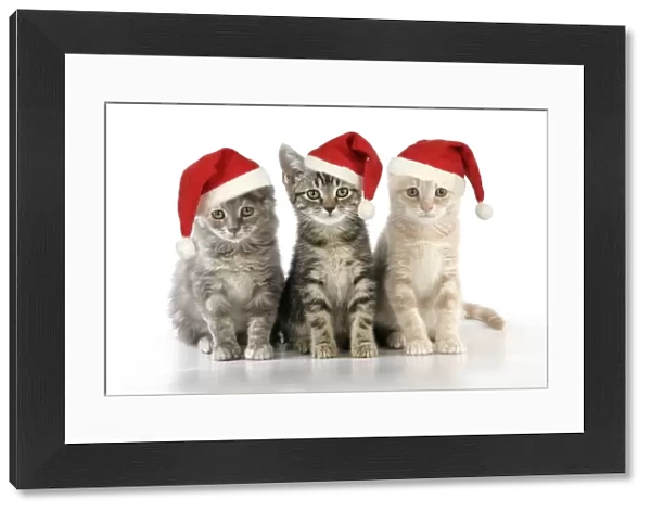 CAT. three kittens - in Christmas hats Digital Manipulation: Hats (JD)