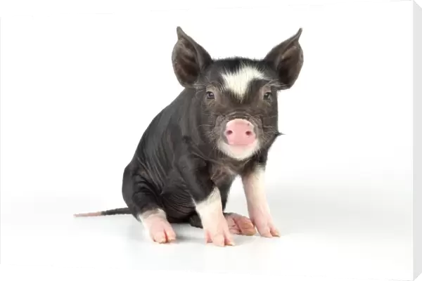 Pig - Berkshire piglet