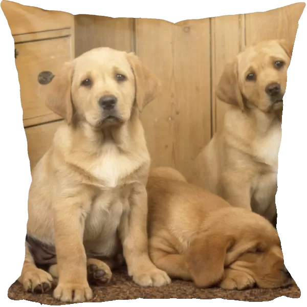 Labrador Retriever Dog - puppies