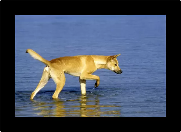 Dingo - Hunting in water - Southern New South Wales - Australia JPF17417