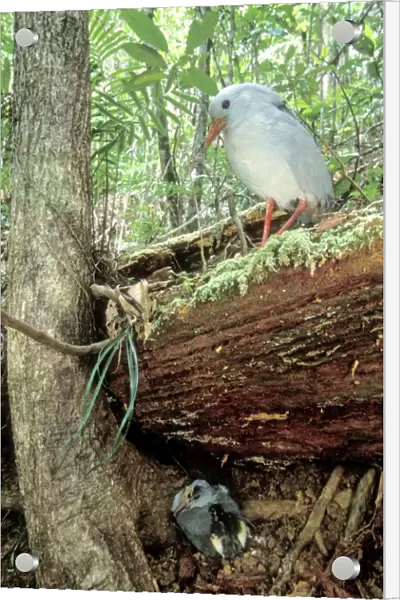 Kagu (Rhynochetos jubatus) parents leaving chick part-hidden while they forage, New Caledonia, endemic to rainforests of New Caledonia JPF50388