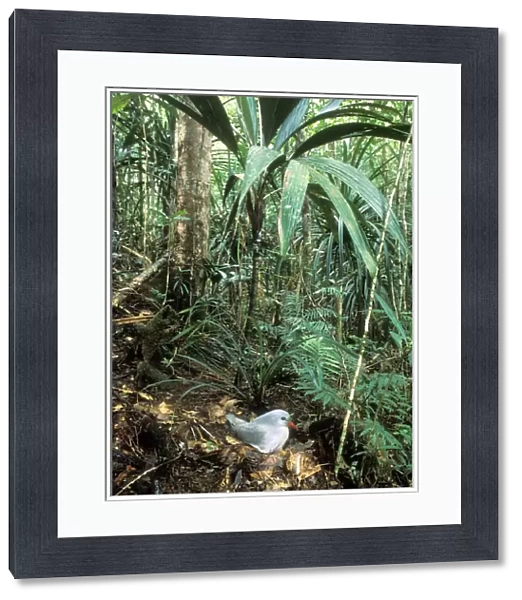 Kagu (Rhynochetos jubatus) on nest (incubation: 34-35 days), New Caledonia, endemic to rainforests of New Caledonia JPF51296