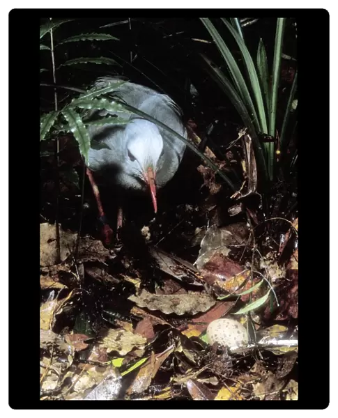 Kagu (Rhynochetos jubatus) hen approaching egg, New Caledonia, endemic to rainforests of New Caledonia JPF50737