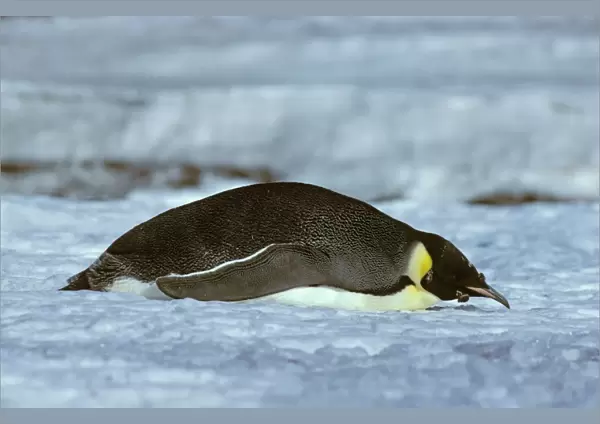 Emperor Penguin -Adult finishing its moult (February), in tobagganing pose - Cape Evans nr McMurdo Sound - Antarctica JPF20531