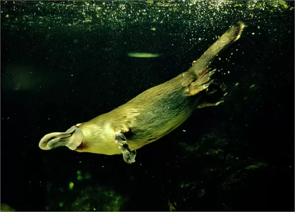 Platypus - Underwater - Eastern Australia JPF00258