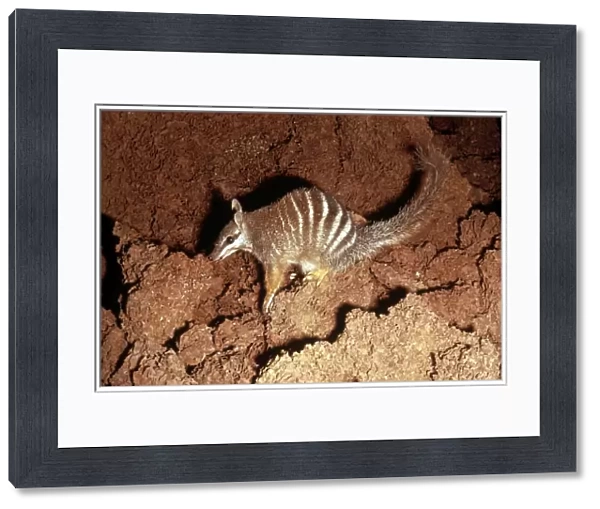 Numbat -Eating termites - Southwest Western Australia JPF00711