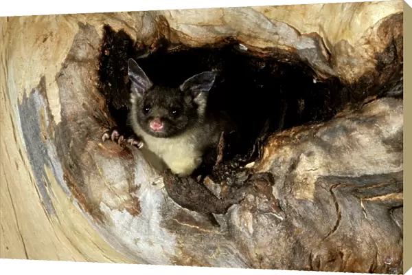 Yellow-bellied Glider - In hollow of tree, South coast New South Wales, Australia JPF02253